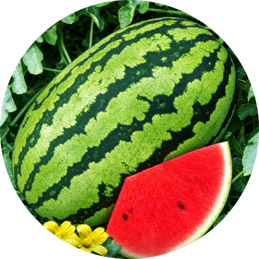 Watermelon F1 - Saurabh Plus